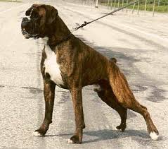 european boxer