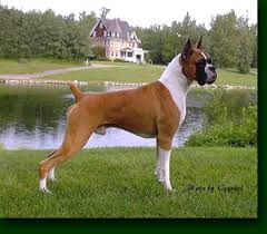 http://www.canadasguidetodogs.com/boxer.htm