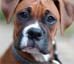 http://boxerpuppiesblog.com/